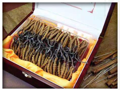 石楼冬虫夏草回收